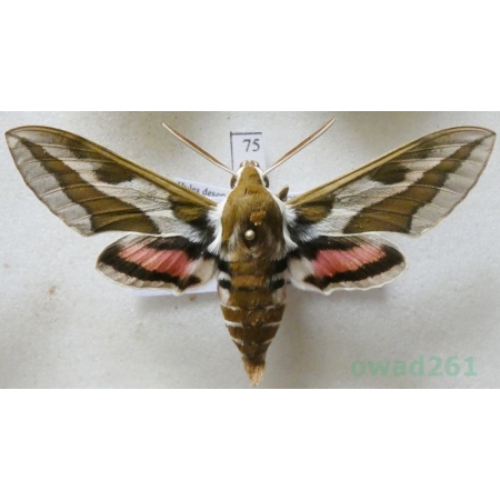 Hyles tithymali (Boisduval, 1834) Morocco 62mm74